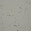 Đá nhân tạo Vicostone White Shells BQ370 1 Đá nhân tạo Vicostone White Shells BQ370